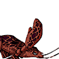 EXPRESS LOBSTER